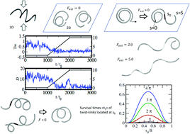 Graphical abstract: Super-helical filaments at surfaces: dynamics and elastic responses