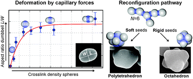Graphical abstract: Complex patchy colloids shaped from deformable seed particles through capillary interactions