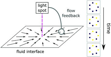Graphical abstract: Feedback control of photoresponsive fluid interfaces