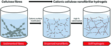 Graphical abstract: Unravelling cationic cellulose nanofibril hydrogel structure: NMR spectroscopy and small angle neutron scattering analyses