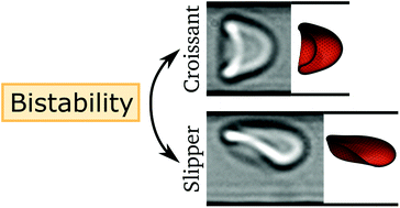 Graphical abstract: Numerical–experimental observation of shape bistability of red blood cells flowing in a microchannel