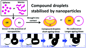 Graphical abstract: Effect of morphology on interactions between nanoparticle-stabilised air bubbles and oil droplets
