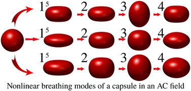 Graphical abstract: Large deformation electrohydrodynamics of a Skalak elastic capsule in AC electric field