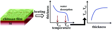 Graphical abstract: Water desorption from a confined biopolymer
