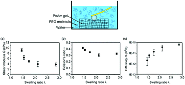 Graphical abstract: Probing the swelling-dependent mechanical and transport properties of polyacrylamide hydrogels through AFM-based dynamic nanoindentation