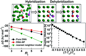 Graphical abstract: Significance of DNA bond strength in programmable nanoparticle thermodynamics and dynamics