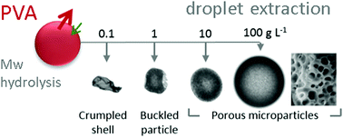 Graphical abstract: Microfluidic solvent extraction of poly(vinyl alcohol) droplets: effect of polymer structure on particle and capsule formation