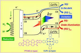 Graphical abstract: A dual-functional organic p–n bilayer catalyst comprising a perylene derivative and cobalt phthalocyanine working under illumination and in the dark