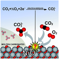 Graphical abstract: Atomistic insight into the electrode reaction mechanism of the cathode in molten carbonate fuel cells