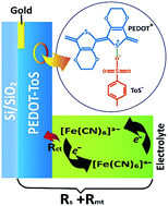 Graphical abstract: Poly(3,4-ethylenedioxythiophene)-tosylate (PEDOT-Tos) electrodes in thermogalvanic cells