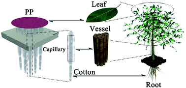 Graphical abstract: High-absorption recyclable photothermal membranes used in a bionic system for high-efficiency solar desalination via enhanced localized heating