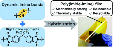 Graphical abstract: Rehealable imide–imine hybrid polymers with full recyclability
