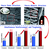 Graphical abstract: A nacre-mimetic superstructure of poly(butylene succinate) structured by using an intense shear flow and ramie fiber as a promising strategy for simultaneous reinforcement and toughening