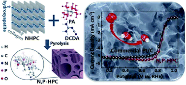 Graphical abstract: Nitrogen and phosphorus co-doped hierarchically porous carbons derived from cattle bones as efficient metal-free electrocatalysts for the oxygen reduction reaction