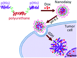 Graphical abstract: pH/redox dual stimuli-responsive sheddable nanodaisies for efficient intracellular tumour-triggered drug delivery