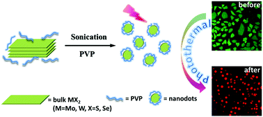 Graphical abstract: Ultrafine transition metal dichalcogenide nanodots prepared by polyvinylpyrrolidone-assisted liquid phase exfoliation