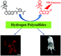Graphical abstract: A NIR fluorescent chemodosimeter for imaging endogenous hydrogen polysulfides via the CSE enzymatic pathway