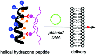 Graphical abstract: Hydrazone-modulated peptides for efficient gene transfection