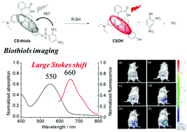 Graphical abstract: A novel near-infrared fluorescent probe with a large Stokes shift for biothiol detection and application in in vitro and in vivo fluorescence imaging