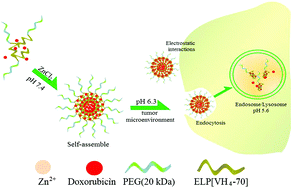 Graphical abstract: Targeted delivery and release of doxorubicin using a pH-responsive and self-assembling copolymer