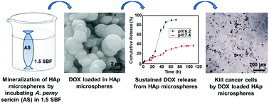 Graphical abstract: In situ protein-templated porous protein–hydroxylapatite nanocomposite microspheres for pH-dependent sustained anticancer drug release