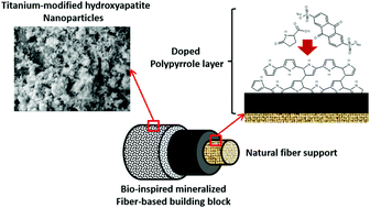 Graphical abstract: Biomineralization of a titanium-modified hydroxyapatite semiconductor on conductive wool fibers