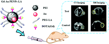 Graphical abstract: Targeted CT/MR dual mode imaging of human hepatocellular carcinoma using lactobionic acid-modified polyethyleneimine-entrapped gold nanoparticles