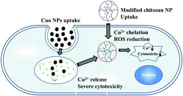 Graphical abstract: Amino acid-modified chitosan nanoparticles for Cu2+ chelation to suppress CuO nanoparticle cytotoxicity