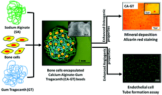 Graphical abstract: Gum tragacanth–alginate beads as proangiogenic–osteogenic cell encapsulation systems for bone tissue engineering