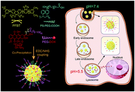 Graphical abstract: Facilely synthesized pH-responsive fluorescent polymer dots entrapping doped and coupled doxorubicin for nucleus-targeted chemotherapy