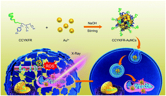 Graphical abstract: Mitochondria-targeting Au nanoclusters enhance radiosensitivity of cancer cells