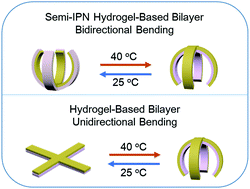 Graphical abstract: Reversible bidirectional bending of hydrogel-based bilayer actuators