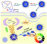 Graphical abstract: Dual-responsive core-crosslinked polyphosphoester-based nanoparticles for pH/redox-triggered anticancer drug delivery