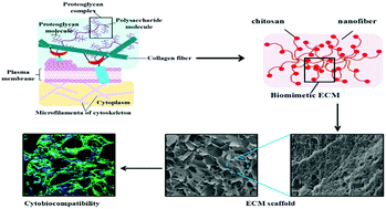 Graphical abstract: Simulation of ECM with silk and chitosan nanocomposite materials