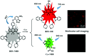 Graphical abstract: A dual-channel responsive near-infrared fluorescent probe for multicolour imaging of cysteine in living cells