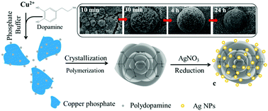 Graphical abstract: In situ reduction of silver nanoparticles on hybrid polydopamine–copper phosphate nanoflowers with enhanced antimicrobial activity