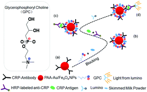Graphical abstract: The improved sensitive detection of C-reactive protein based on the chemiluminescence immunoassay by employing monodispersed PAA-Au/Fe3O4 nanoparticles and zwitterionic glycerophosphoryl choline