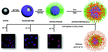 Graphical abstract: Development of tailored SPION-PNIPAM nanoparticles by ATRP for dually responsive doxorubicin delivery and MR imaging
