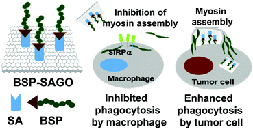 Graphical abstract: Immune-camouflaged graphene oxide nanosheets for negative regulation of phagocytosis by macrophages