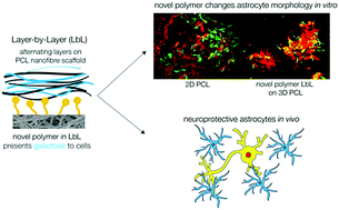 Graphical abstract: Galactose-functionalised PCL nanofibre scaffolds to attenuate inflammatory action of astrocytes in vitro and in vivo