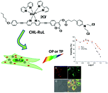 Graphical abstract: Synthesis, photophysical properties and in vitro evaluation of a chlorambucil conjugated ruthenium(ii) complex for combined chemo-photodynamic therapy against HeLa cells