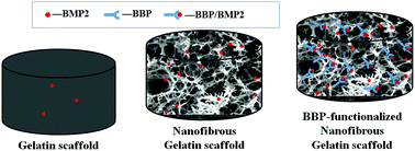 Graphical abstract: BBP-functionalized biomimetic nanofibrous scaffolds can capture BMP2 and promote osteogenic differentiation