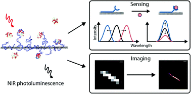 Graphical abstract: Single-walled carbon nanotubes as optical probes for bio-sensing and imaging