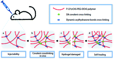 Graphical abstract: An injectable and self-healing hydrogel with covalent cross-linking in vivo for cranial bone repair