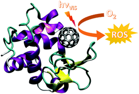 Graphical abstract: C60@lysozyme: a new photosensitizing agent for photodynamic therapy
