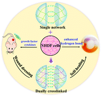 Graphical abstract: Dually crosslinked self-healing hydrogels originating from cell-enhanced effect
