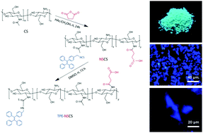 Graphical abstract: Ultra long-term cellular tracing by a fluorescent AIE bioconjugate with good water solubility over a wide pH range