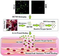 Graphical abstract: Onion derived carbon nanodots for live cell imaging and accelerated skin wound healing