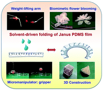 Graphical abstract: Solvent-driven actuators based on soft Janus films of homogeneous composition
