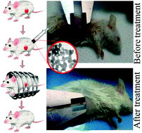 Graphical abstract: Tailoring La1−xSrxMnO3 (0.25 ≤ x ≤ 0.35) nanoparticles for self-regulating magnetic hyperthermia therapy: an in vivo study